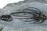 Rare, Spiny Heliopeltis Trilobite - Top Quality Example #368567-2